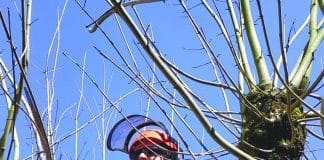 Au bonheur des arbres