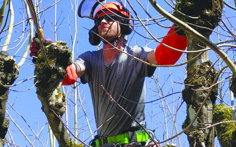 Au bonheur des arbres